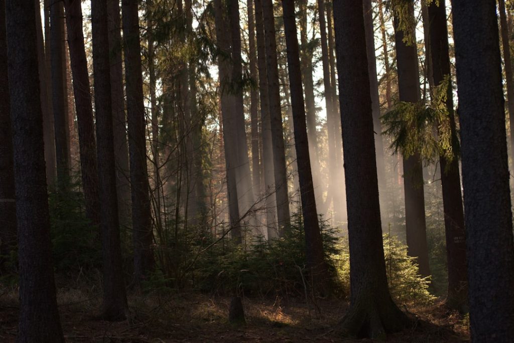 Calm forest path — burnout recovery life reset